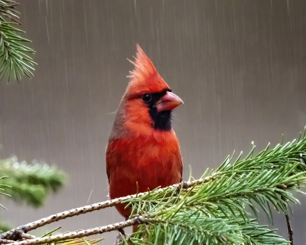 Rainy Day Cardinal