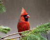 Rainy Day Cardina...