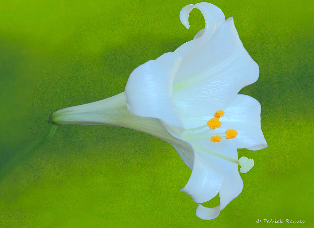 White Lily On Green