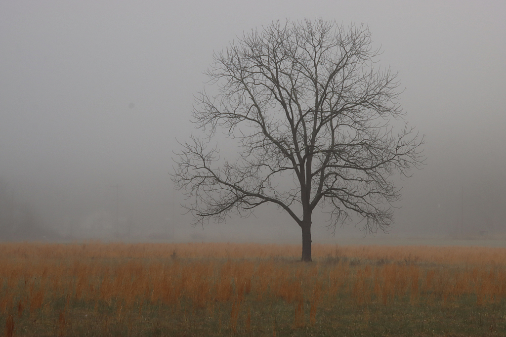 November Tree