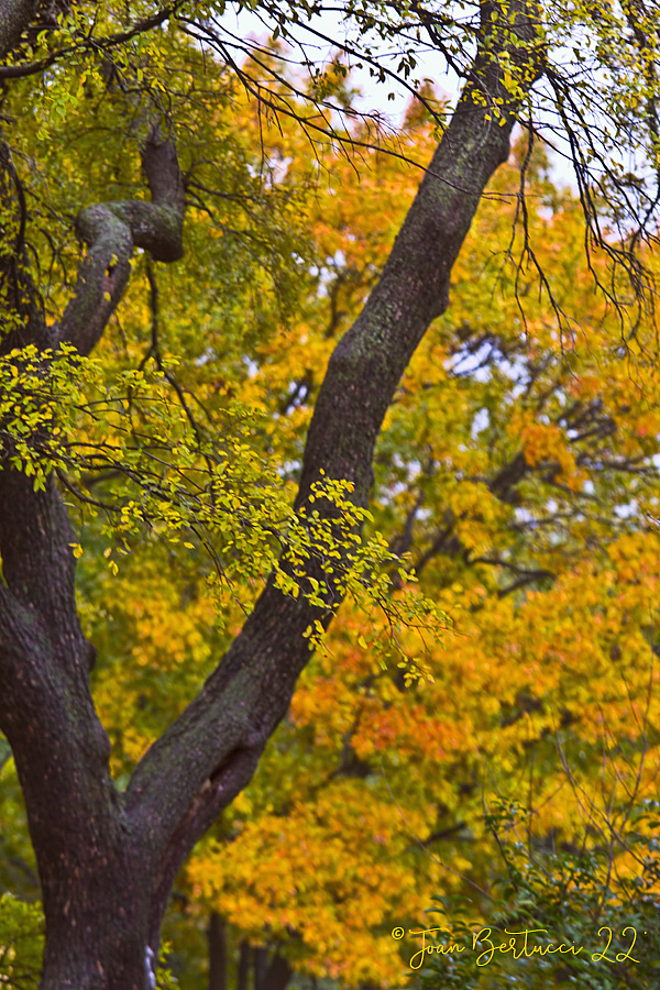 Autumn Finally Comes to Dallas