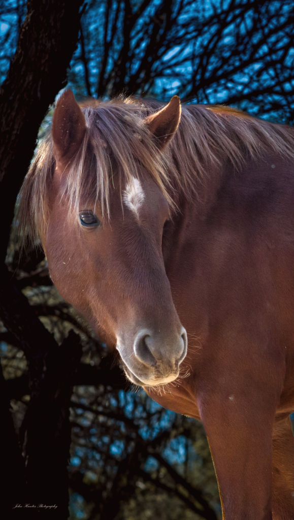 Afternoon Portrait of a Wild Horse - ID: 16032878 © John E. Hunter
