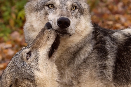 Two Wolves Playing