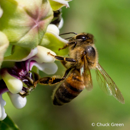 Bee Milking Weed