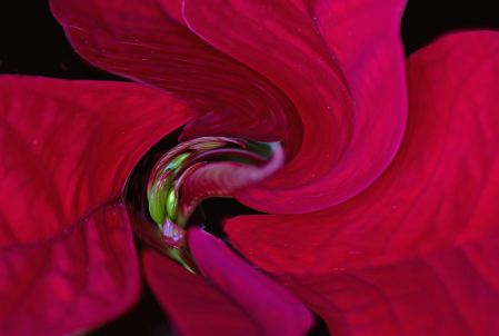 Poinsettia - whirl filter