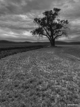 Lone Tree in Palouse