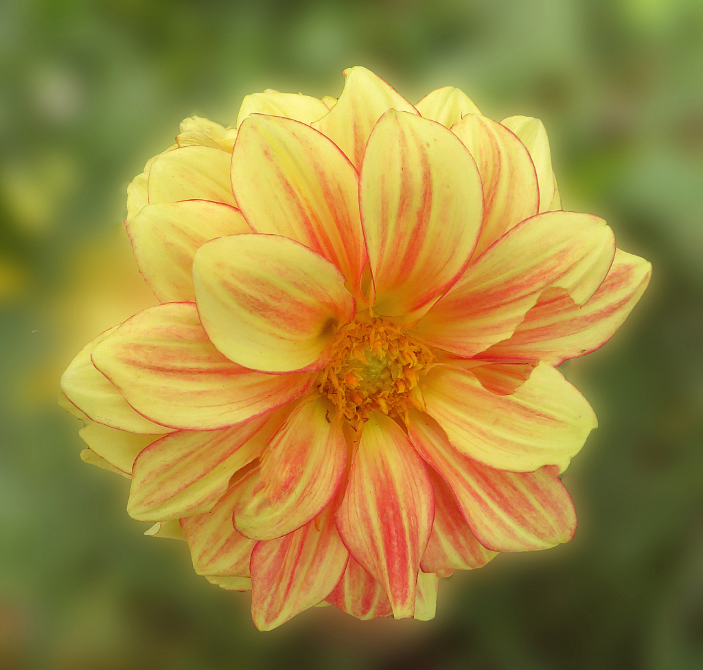 Golden Dahlia