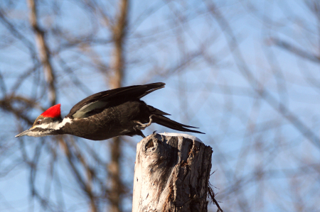 Pileated taking flight