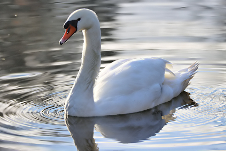 Swan