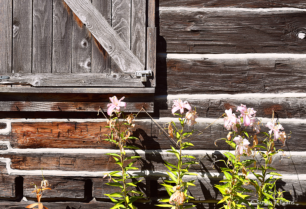 Pioneer Lilies