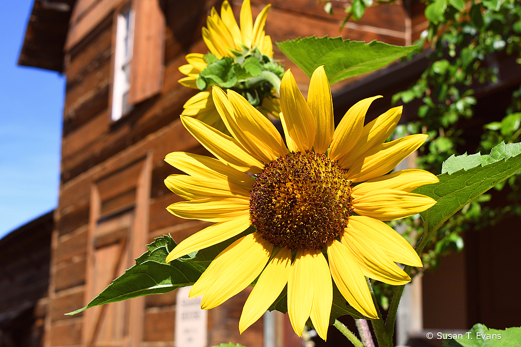 Sunflower Garden