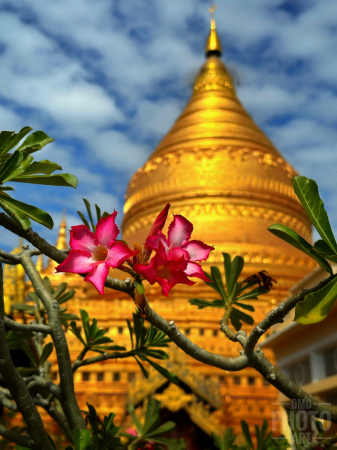 ~ ~ THE FLOWER AND THE STUPA ~ ~ 