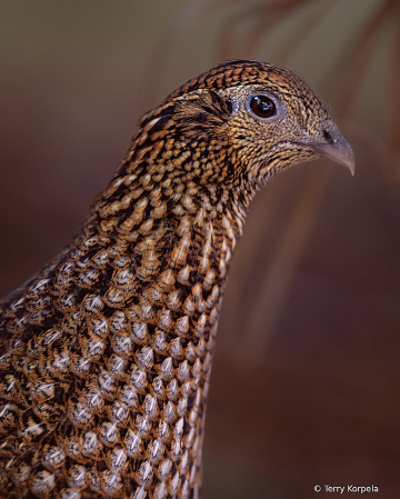 Ring-necked Pheasant (Portrait)