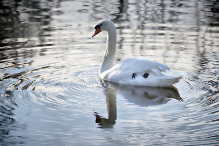 Swan in a Lake