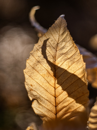 Natural Forms Shadowplay