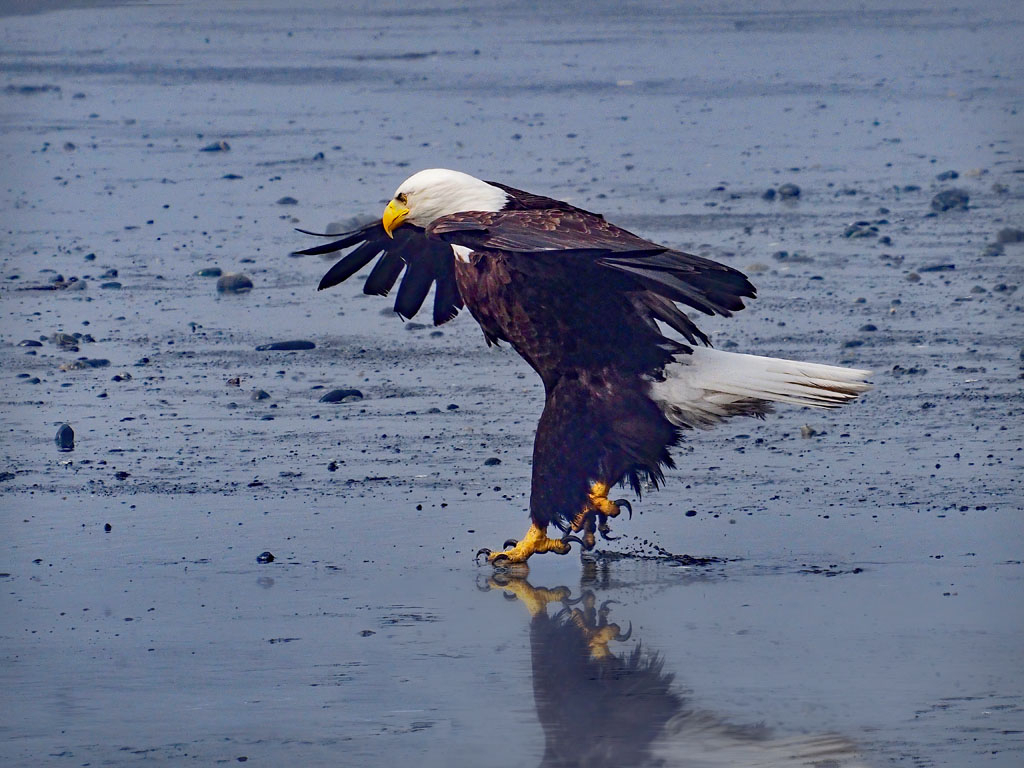 Eagle Dance