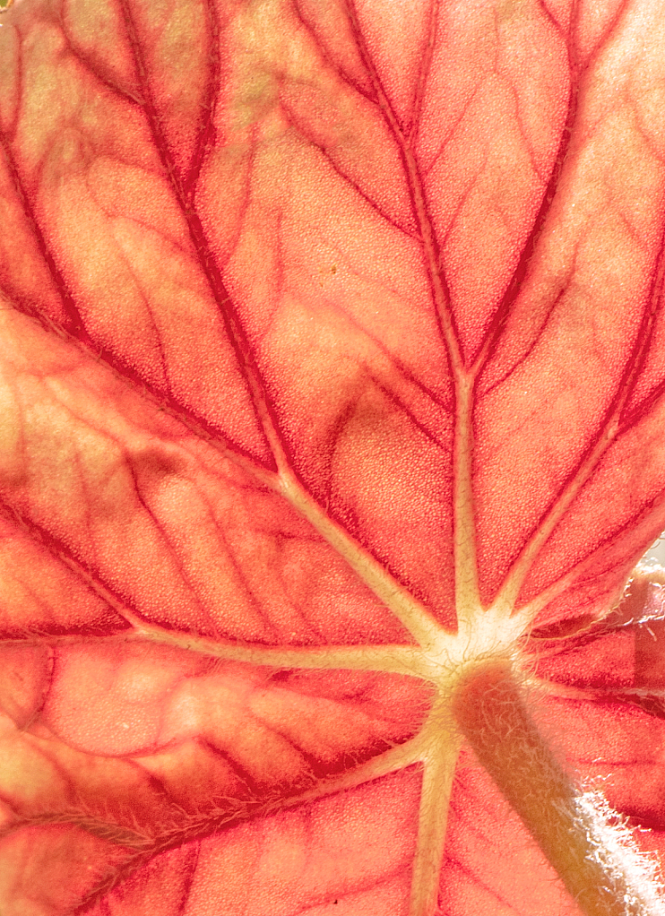 Begonia flower revealed.