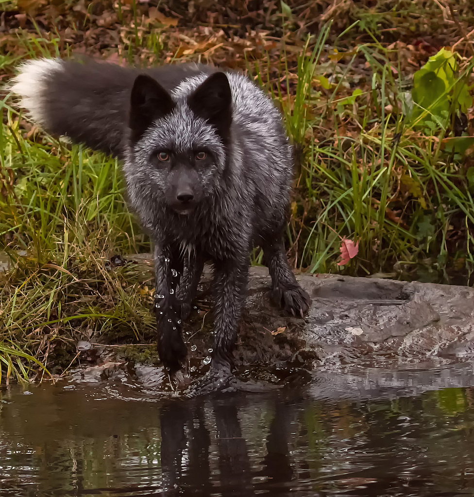 Gray Fox