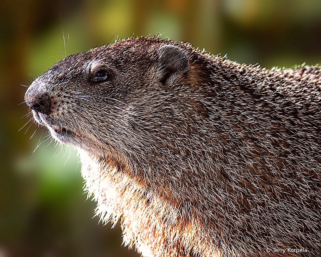 Groundhog (portrait) - ID: 16033587 © Terry Korpela