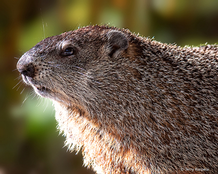 Groundhog (portrait)