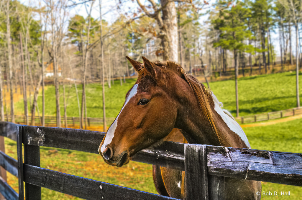 Over The Fence