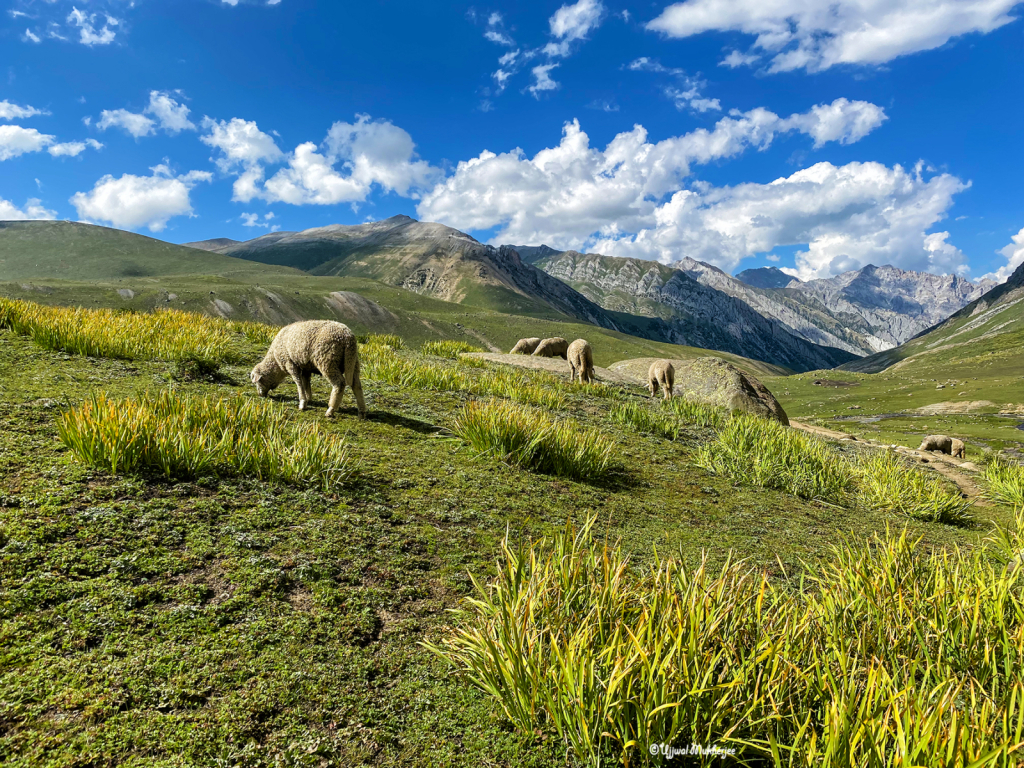 Sheep grazing