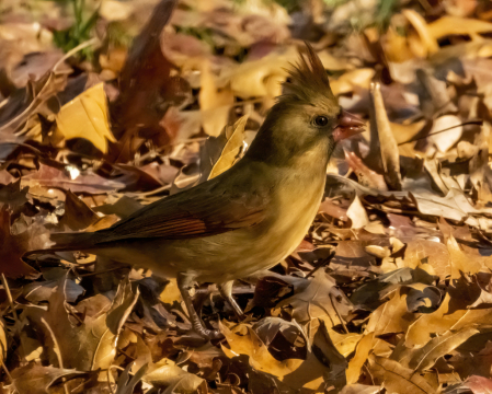 Lady Cardinal In Autumn