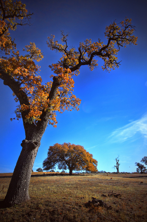 Fall Oak Trees