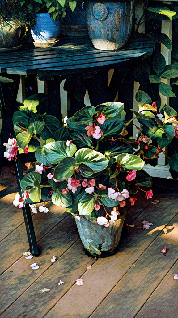 Plants on the deck