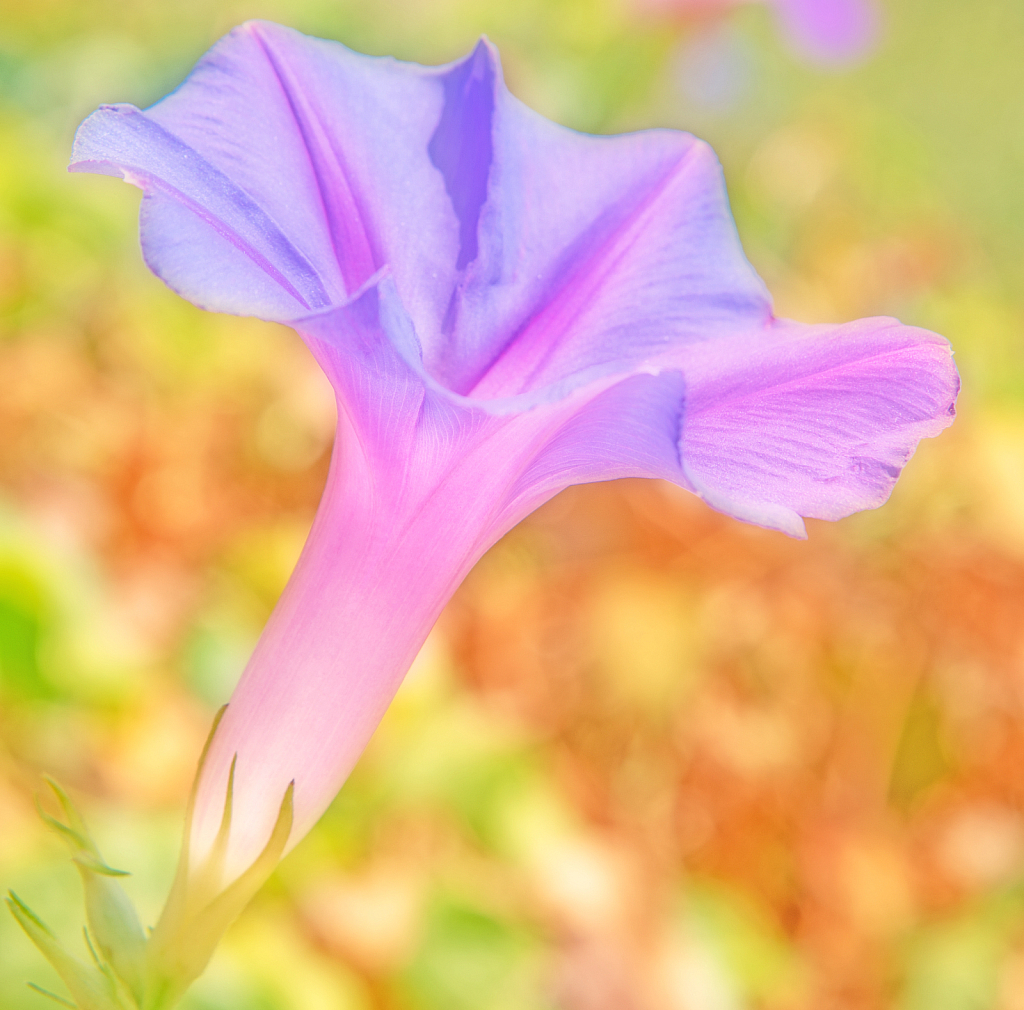 Morning Glory.