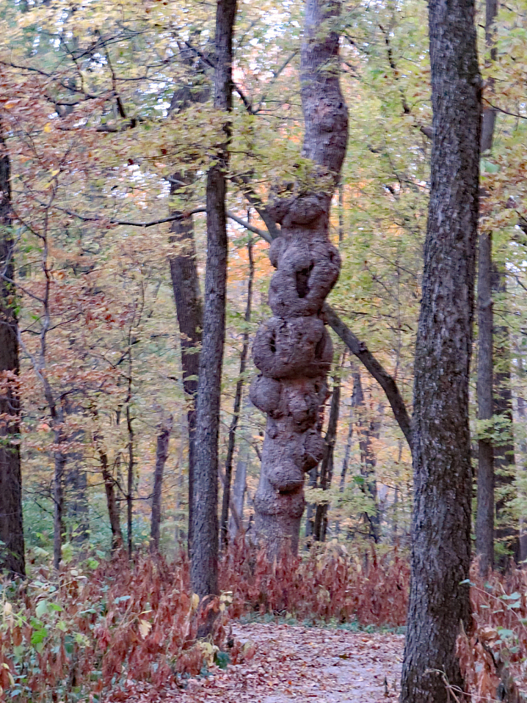 Burls