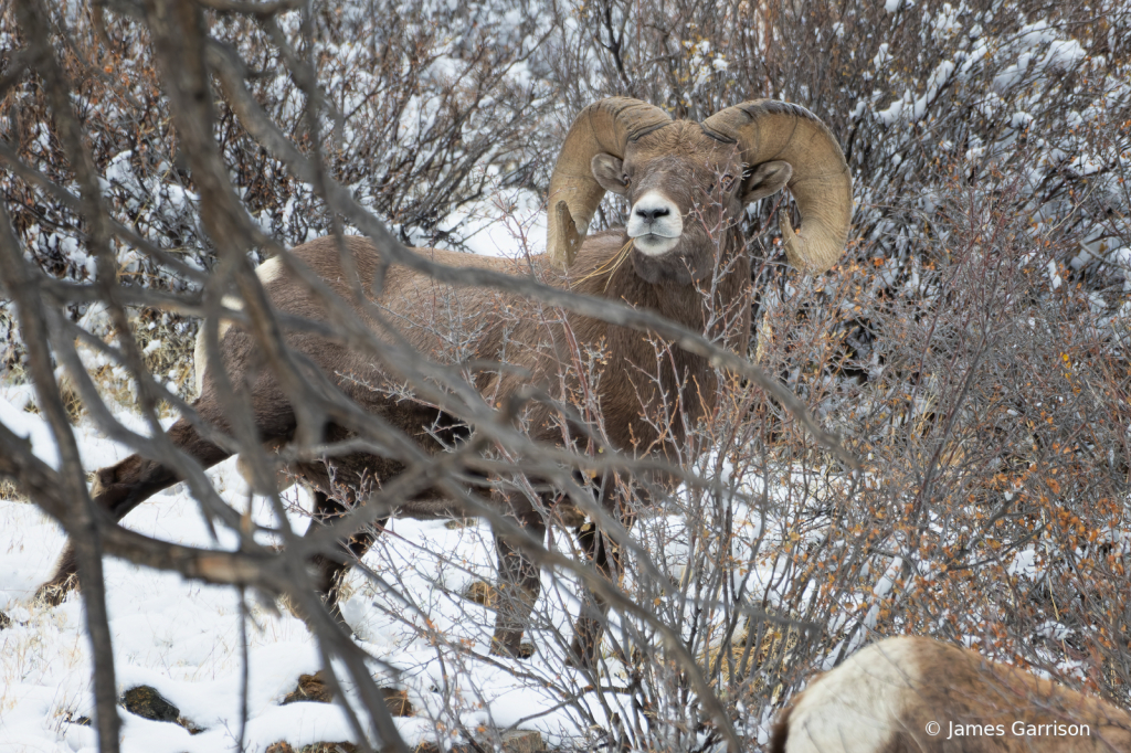 A Ram in a Thicket