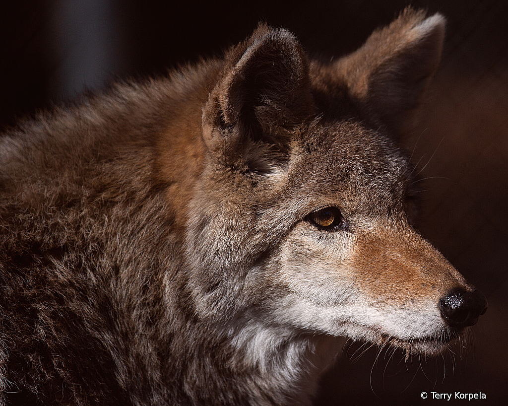 Coyote (headshot)
