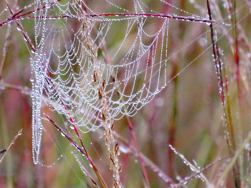 Foggy Morning