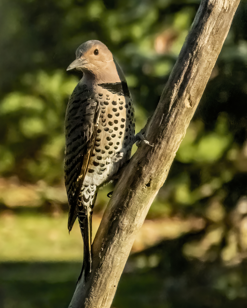 Northern Flicker