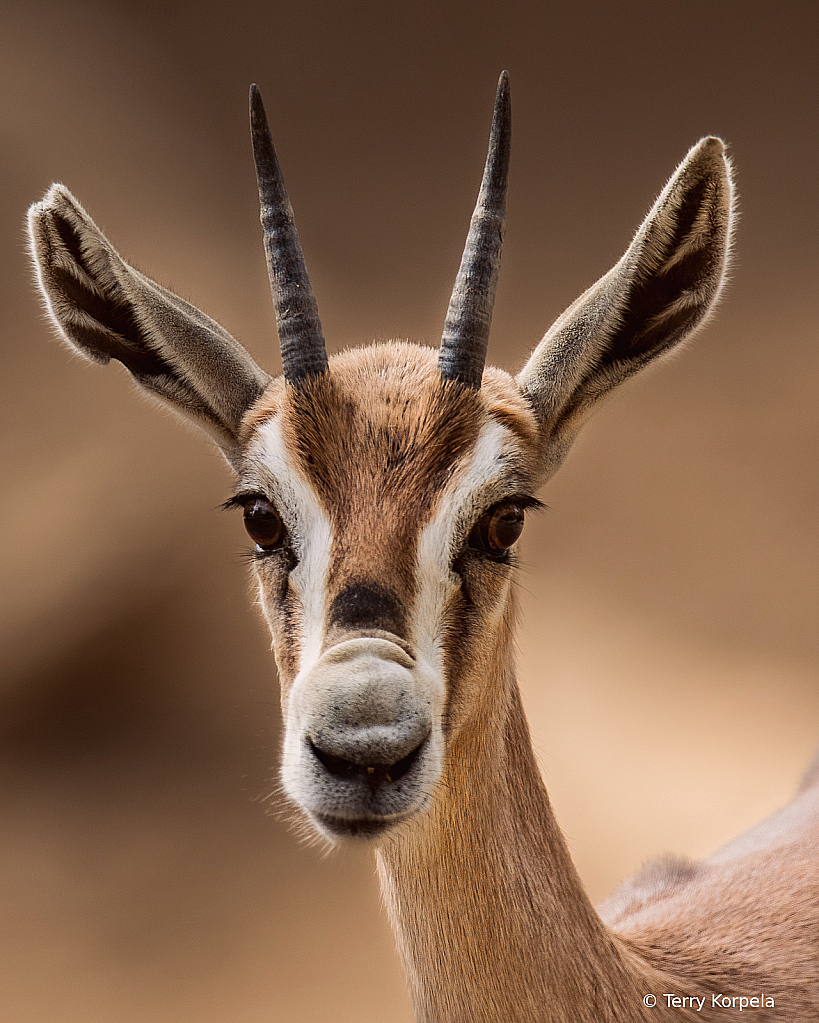 Speke's Gazelle  - ID: 16033025 © Terry Korpela