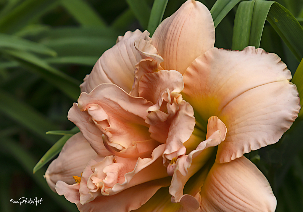 Peachy Ruffles - ID: 16033071 © Candice C. Calhoun