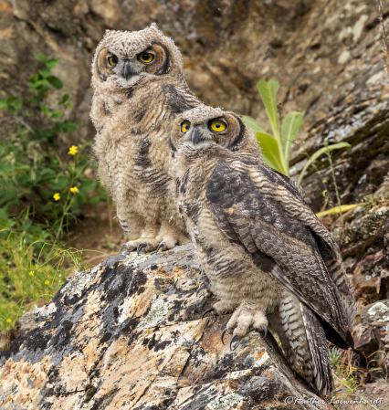 Young Great Horned Owls