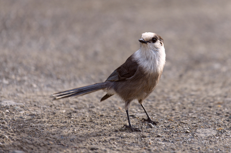 Canadian Jay!