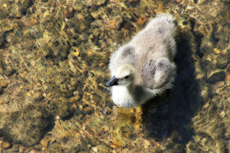 Gosling(Painterly Edit)