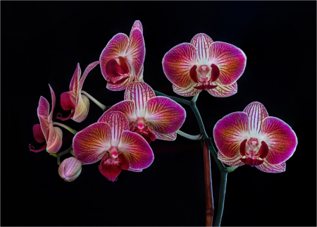 Orchids in Full Bloom