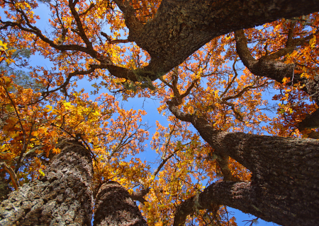 Looking Up Oak Trees