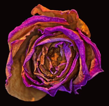 Withering rose