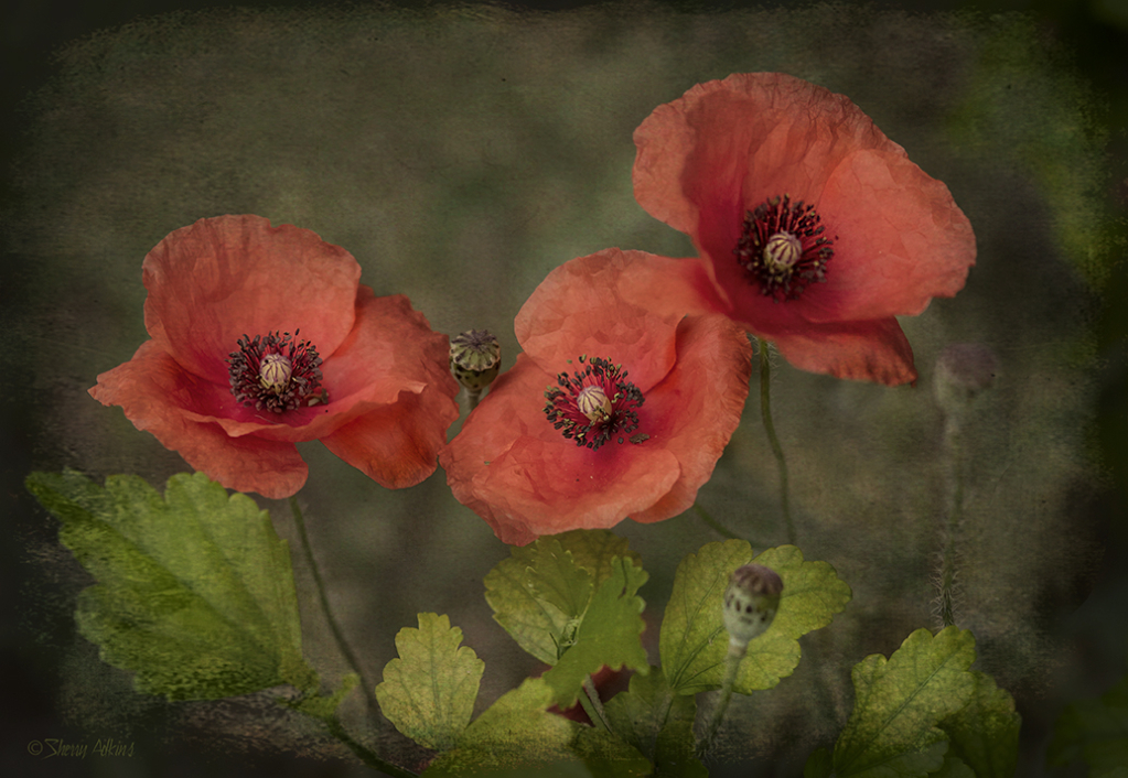 Poppies - ID: 16033167 © Sherry Karr Adkins