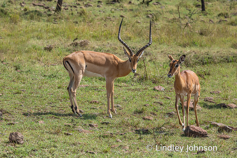 In the Masai Mara in Kenya