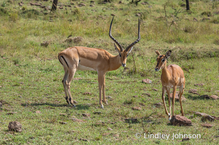 In the Masai Mara in Kenya