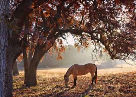 Buckskin in Fall Leaves