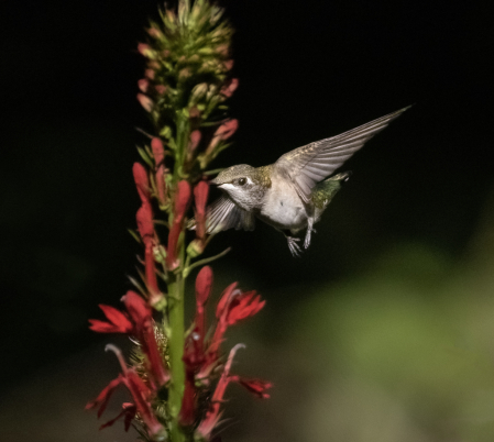 Hummingbird with Lobelia