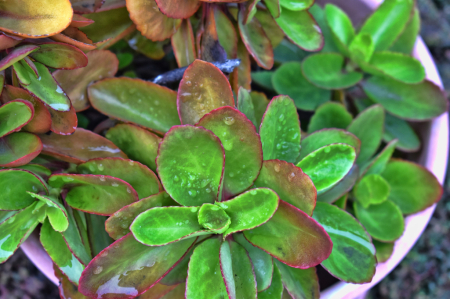 DETAILS OF A PLANT