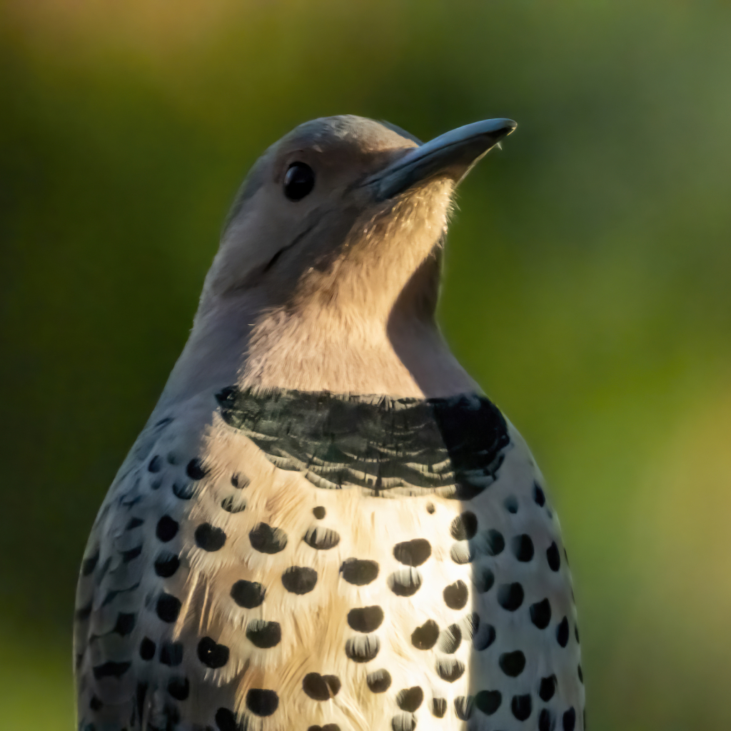 Portrait of a Northern Flicker